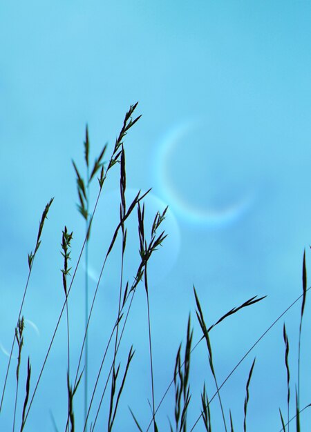 Flower plant and sky in the nature in summer