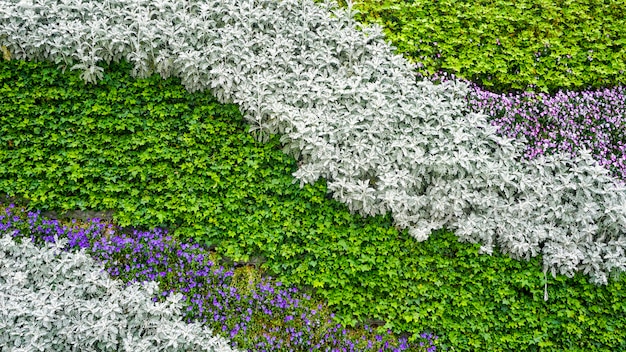 Flower plant wall