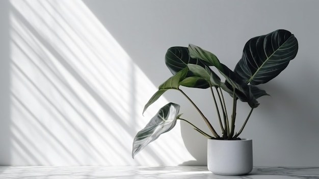 flower plant in white background