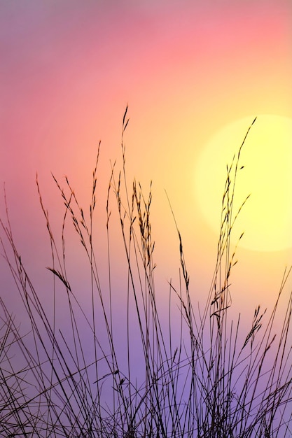 flower plants silhouette and beautiful sunset background