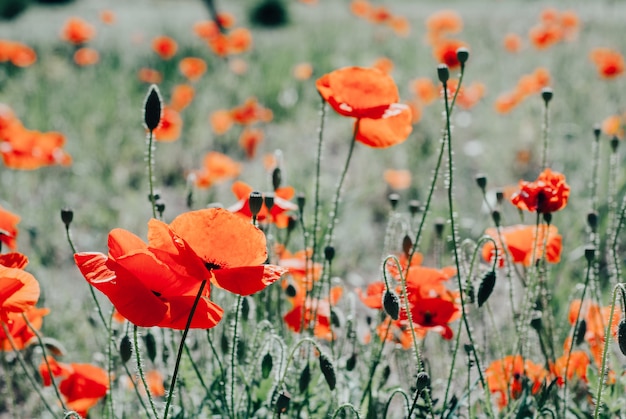 Flower poppy flowering background