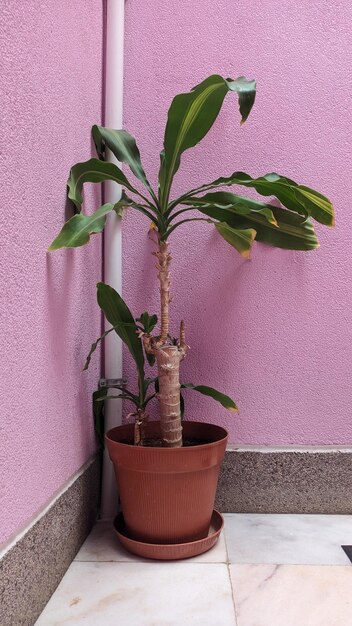 A flower in a pot next to the stairs in the entrance to a multistorey building in Lisbon