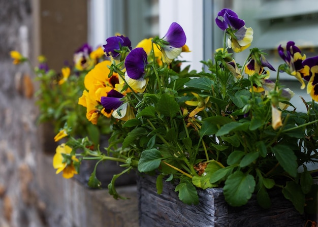 Flower pot on the windowsill outside the house