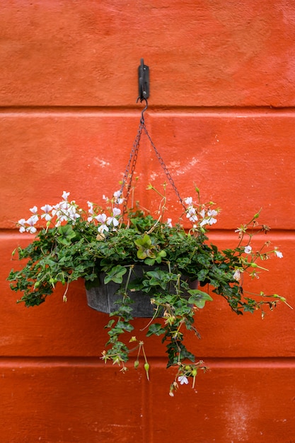  flower pot with flowers on red wall background