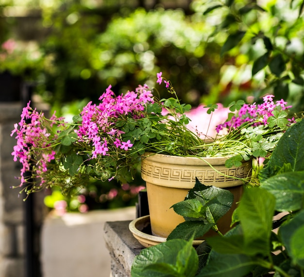 Flower in pot