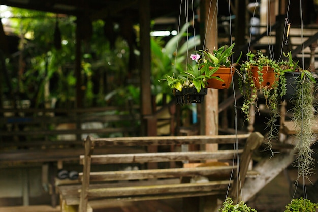 Flower pots hang on threads Green plants with roots sticking out of the pots