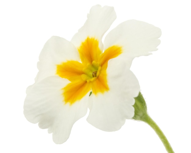 Flower of primrose isolated on white background