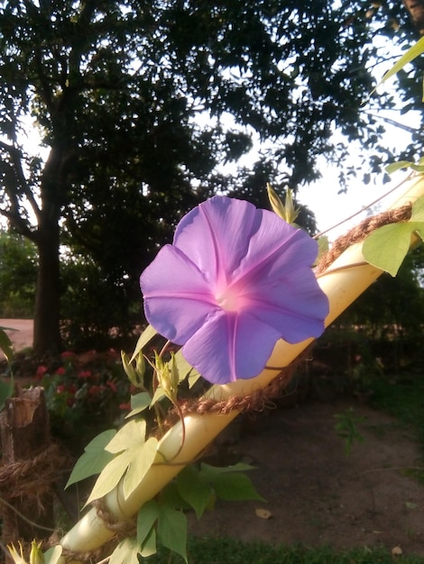 flower purple and background