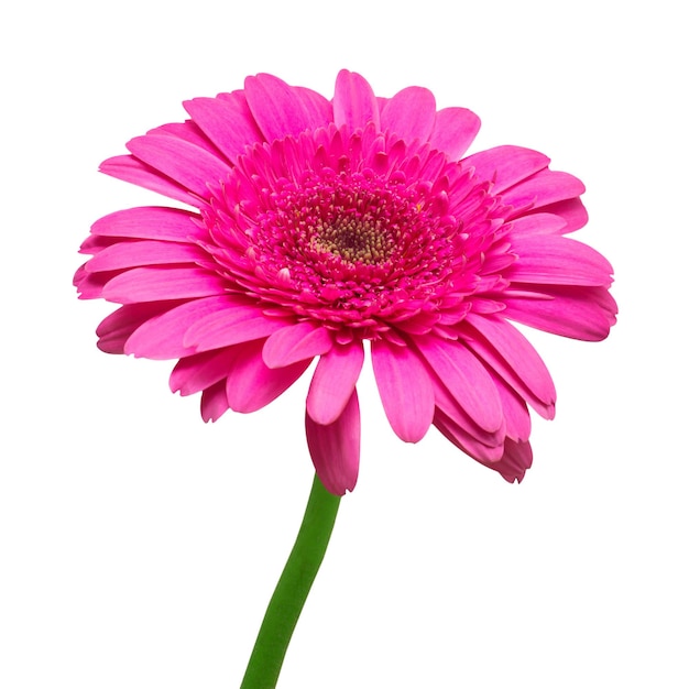 Flower purple gerbera isolated on white background