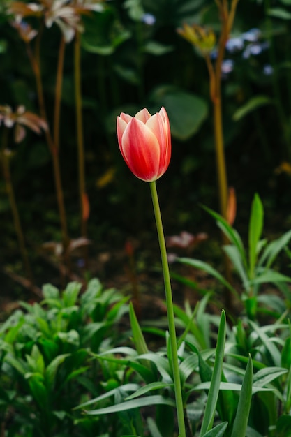 A flower of a red tulip on a blurred background of other flowers.