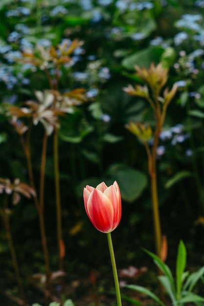 A flower of a red tulip on a blurred nature