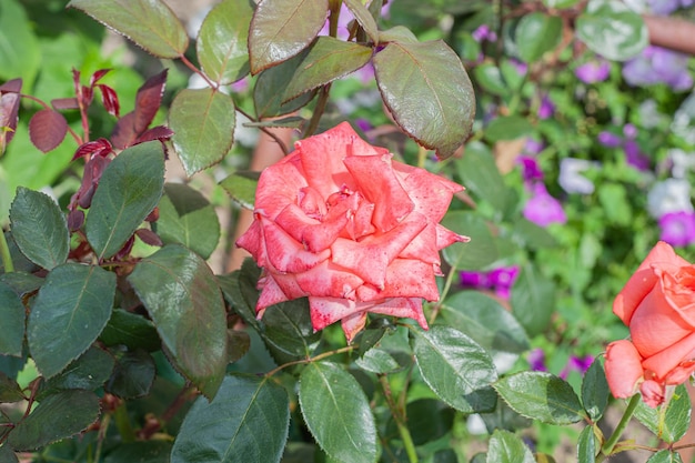 Flower Rose pinck Garden Eye Bud Blossom Blum