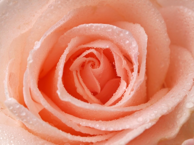 Flower rose