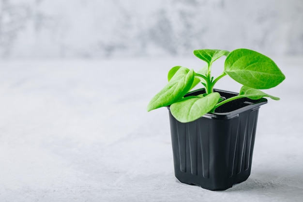 Flower Seedling plastic pot on gray background Homegrown plant seedling