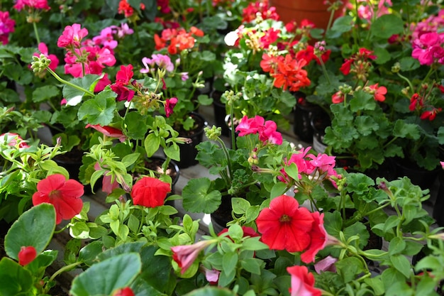 Flower seedlings in the store Blooming petunia and geranium Colorful floral background