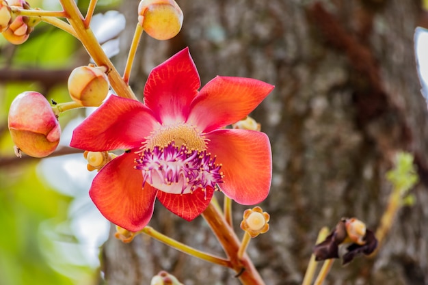 Flower of Shorea robusta or Sala flora on Cannonball tree.