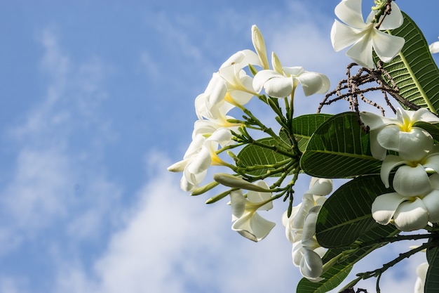 Flower in The Sky