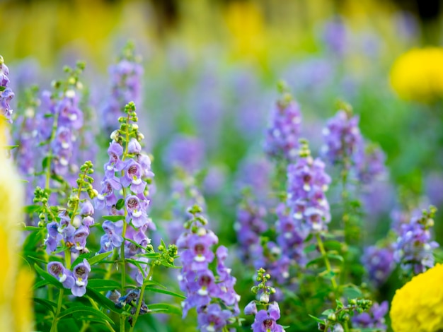 Flower soft focus