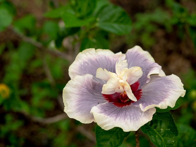 Flower soft focus