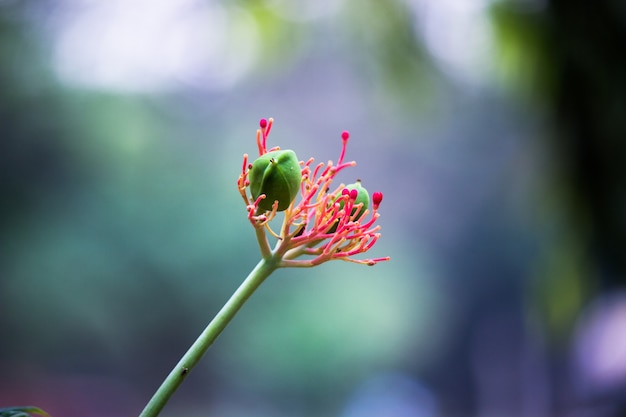 A flower sometimes known as a bloom or blossom is the reproductive structure  in flowering plants