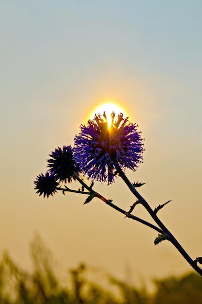 Flower spiny at sunset