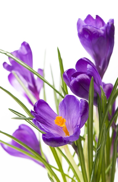 Flower in the spring Purple crocuses isolated on white background