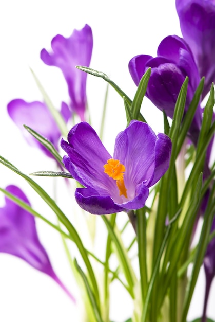 Flower in the spring Purple crocuses isolated on white background