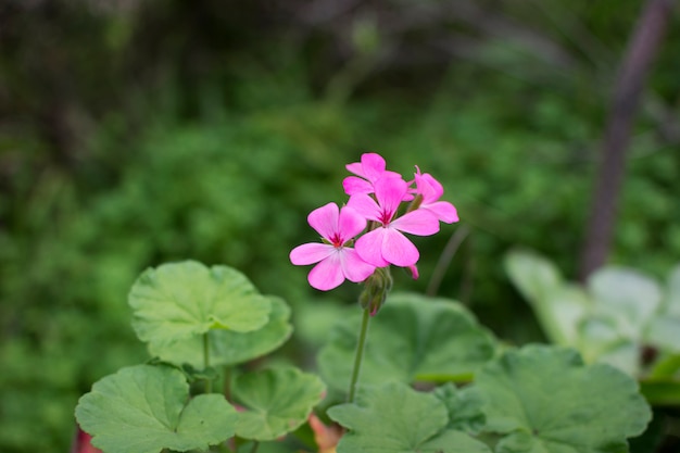 Flower in spring with rose petals surrounded by green nature plants.