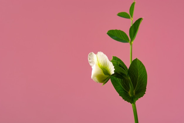 Flower on a sprout of peas on the ground against a coral color