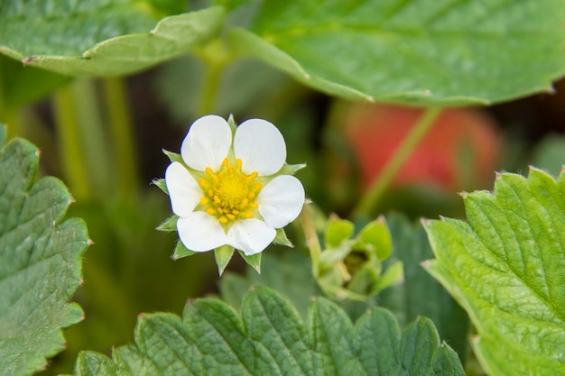 Flower of strawberry