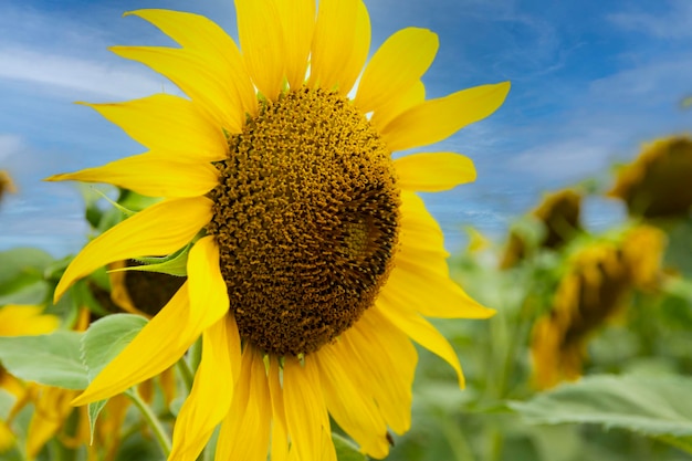 Flower sunflower closeup against the blue sky Landscape