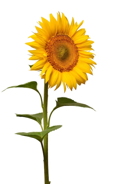 Flower of sunflower isolated on white background. Seeds and oil. Flat lay, top view