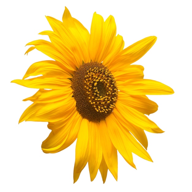 Flower of sunflower isolated on white background. Seeds and oil. Flat lay, top view