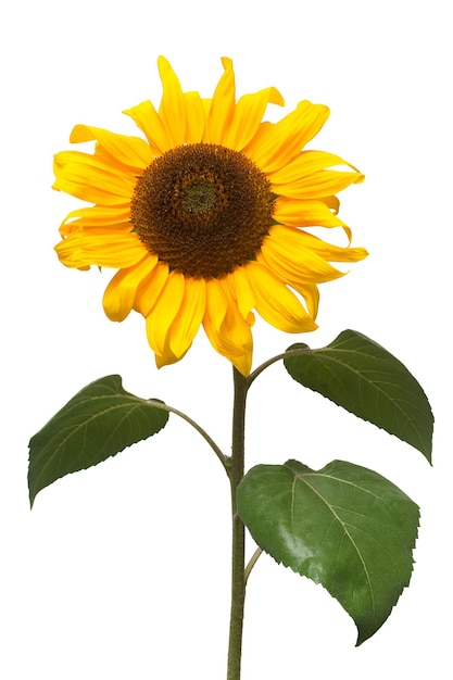 Flower of sunflower isolated on white background. Seeds and oil. Flat lay, top view