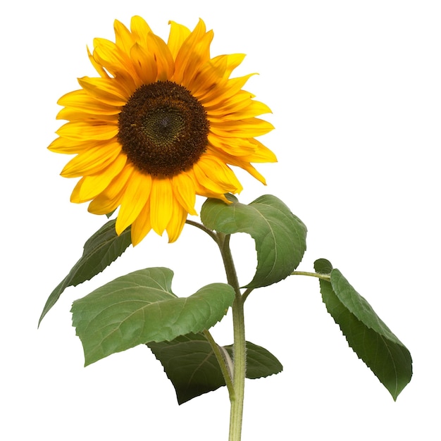 Flower of sunflower isolated on white background. Seeds and oil. Flat lay, top view