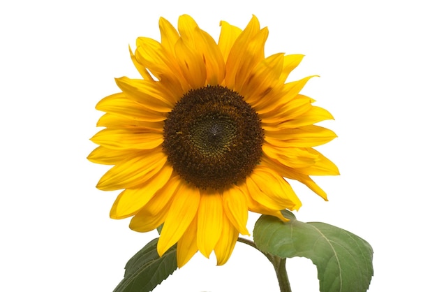 Flower of sunflower isolated on white background. Seeds and oil. Flat lay, top view