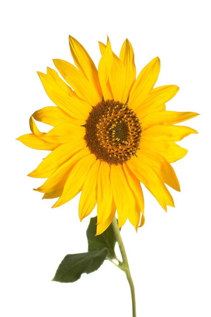 Flower of sunflower isolated on white background. Seeds and oil. Flat lay, top view