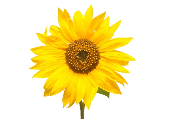 Flower of sunflower isolated on white background. Seeds and oil. Flat lay, top view