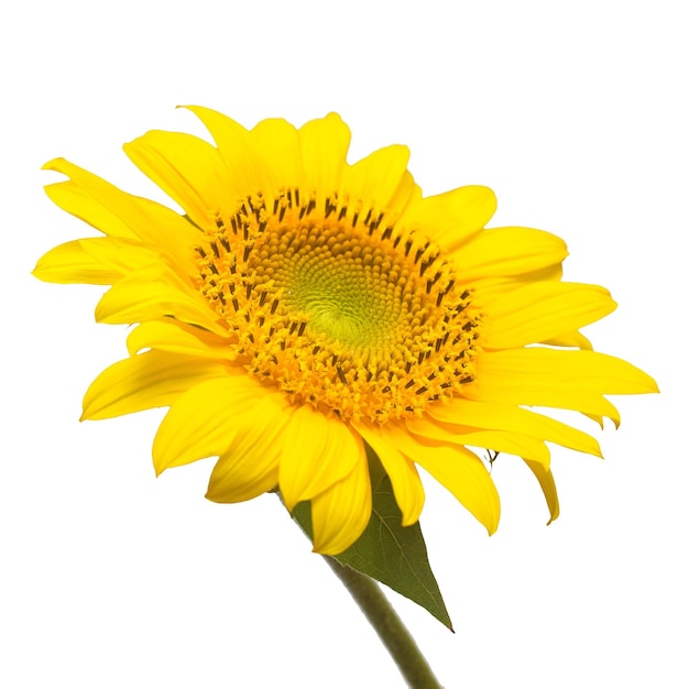 Flower of sunflower isolated on white background. Seeds and oil. Flat lay, top view