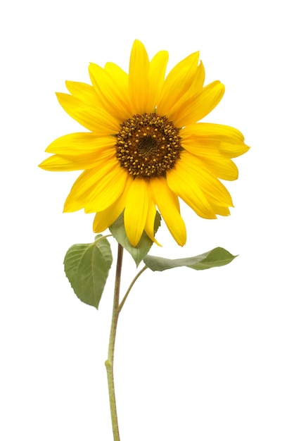 Flower of sunflower isolated on white background. Seeds and oil. Flat lay, top view