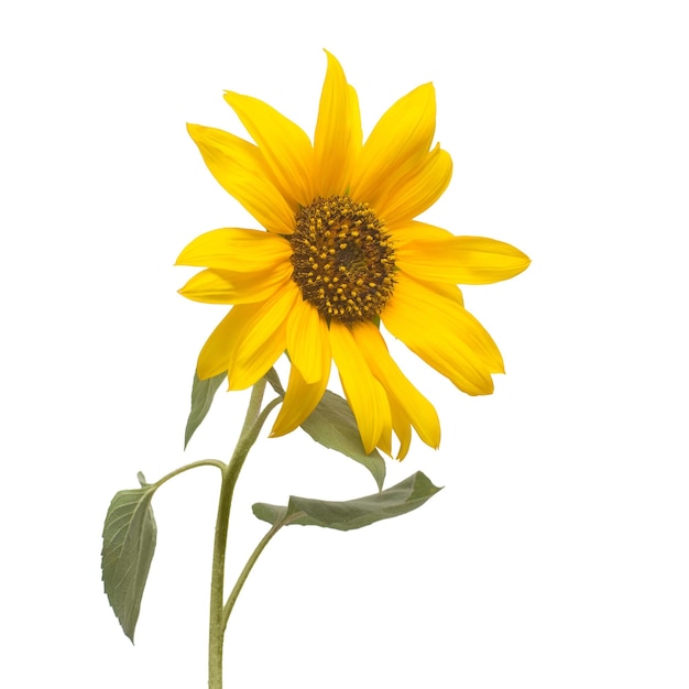 Flower of sunflower isolated on white background. Seeds and oil. Flat lay, top view