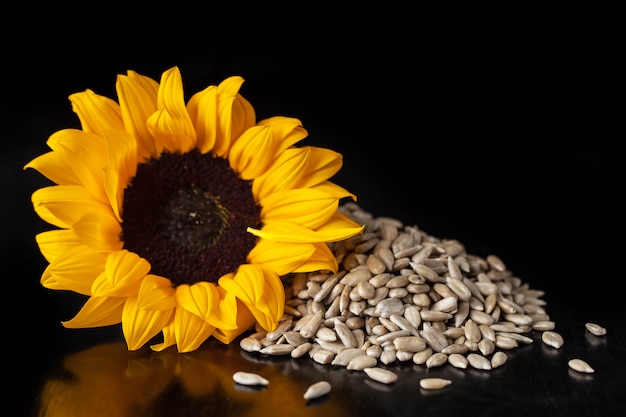 A flower of a sunflower and peeled sunflower seeds.