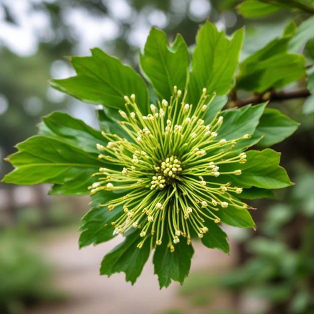 Photo a flower that is blooming with the name of the company of the plant