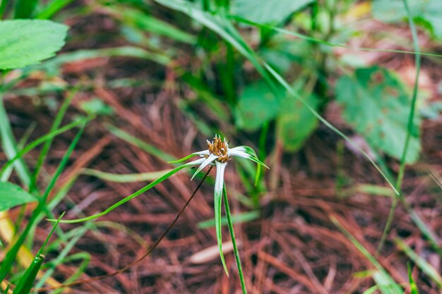 a flower that is in the grass with the word  on it