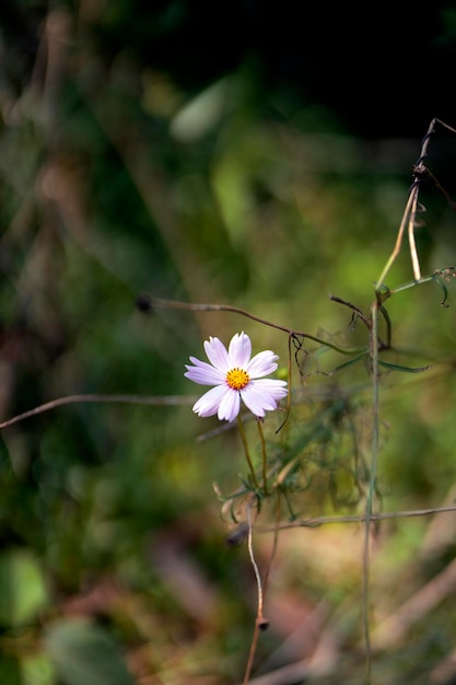 A flower that is growing in a field