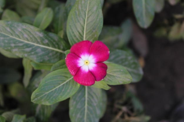 A flower that is pink and white