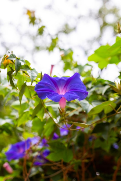 Photo a flower that is purple and blue with a pink center