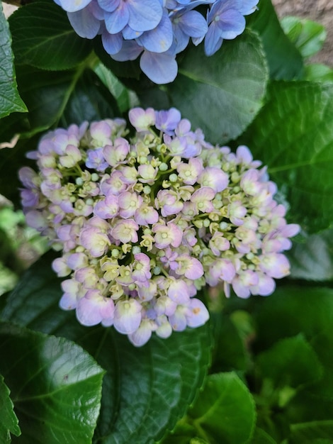 Photo a flower that is purple and has a green center