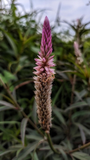 A flower that is purple and has a yellow flower on it