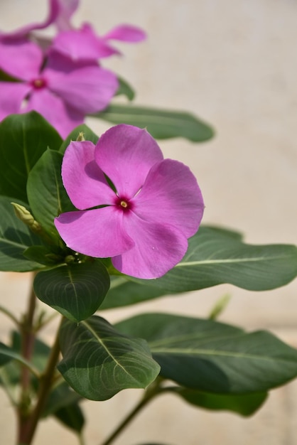 A flower that is purple and pink